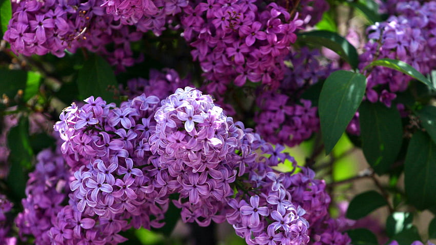 Closeup View Of Bunch Of Purple Lilac Flowers Green Leaves Flowers HD ...