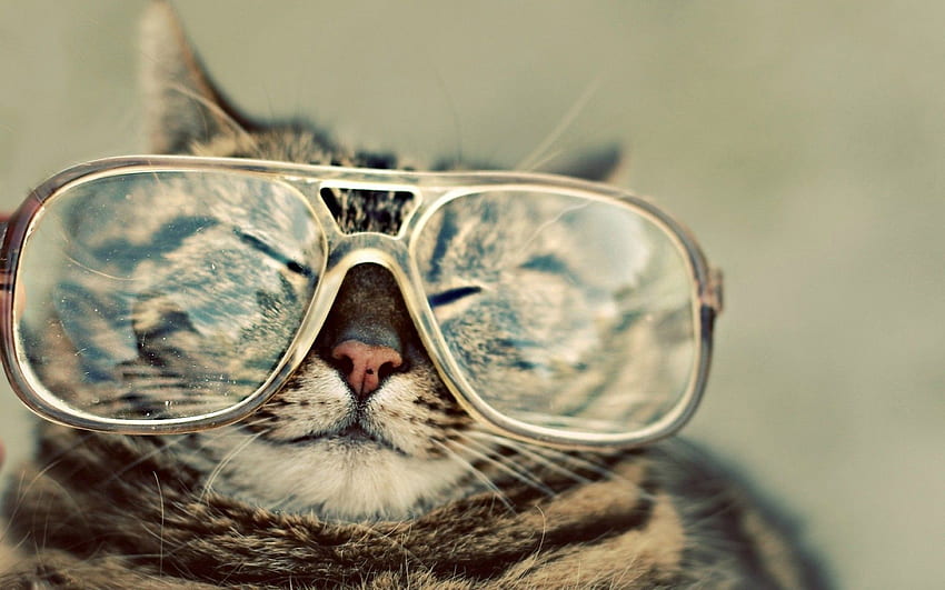 Animali, gatto, museruola, occhiali, occhiali, strabismo, ammiccamento Sfondo HD