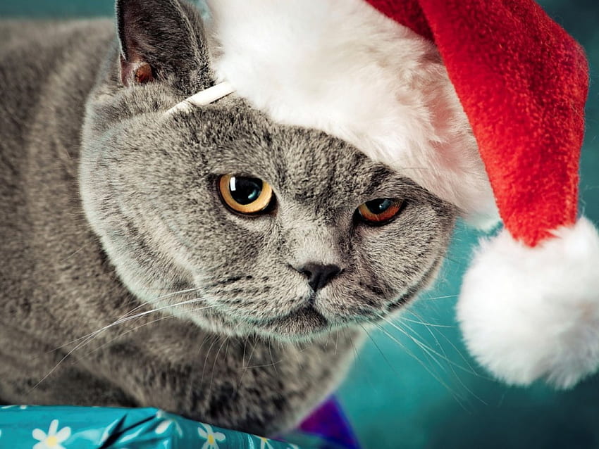 Britische Katze in einer Weihnachtsmütze, süß, Weihnachtsmütze, Katze, Katze HD-Hintergrundbild