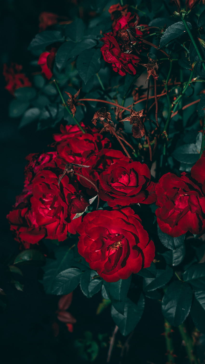 Rose Esthétique, Rouge, Belle, Fleur Fond d'écran de téléphone HD
