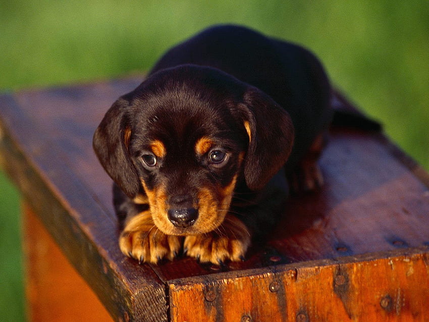Wiener Dog, Dachshund Puppy HD wallpaper