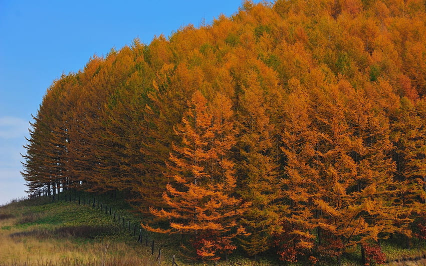 Natura, drzewa, jesień, złoto, las, ulga, ogrodzenie, Japonia, ogrodzenie, ogrodzenie Tapeta HD