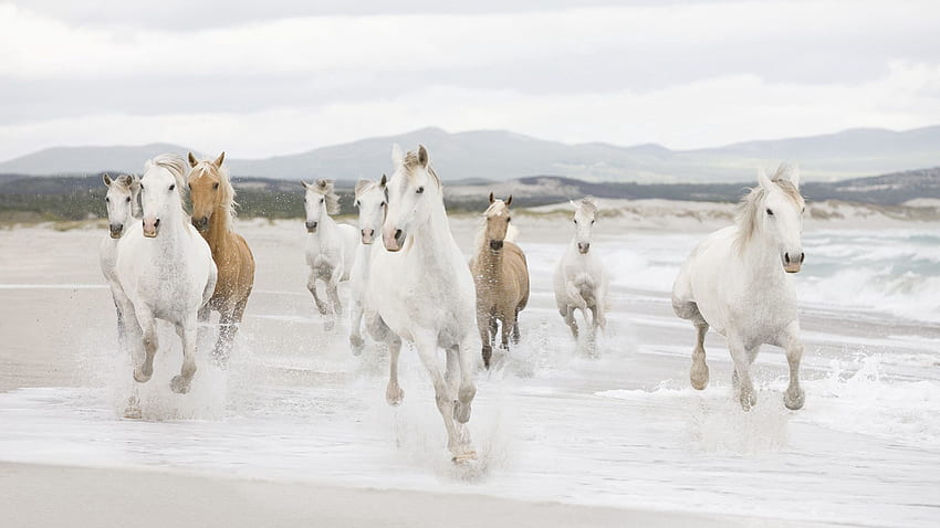 Tiere, Wasser, Pferde, Ufer, Ufer, Herde, Weglaufen, Laufen HD-Hintergrundbild