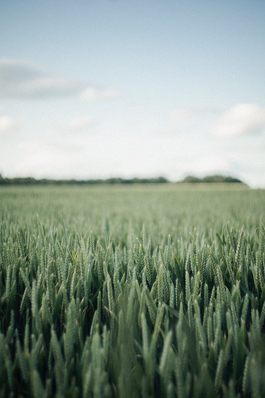 風景, 自然, 小麦, 畑 HD電話の壁紙