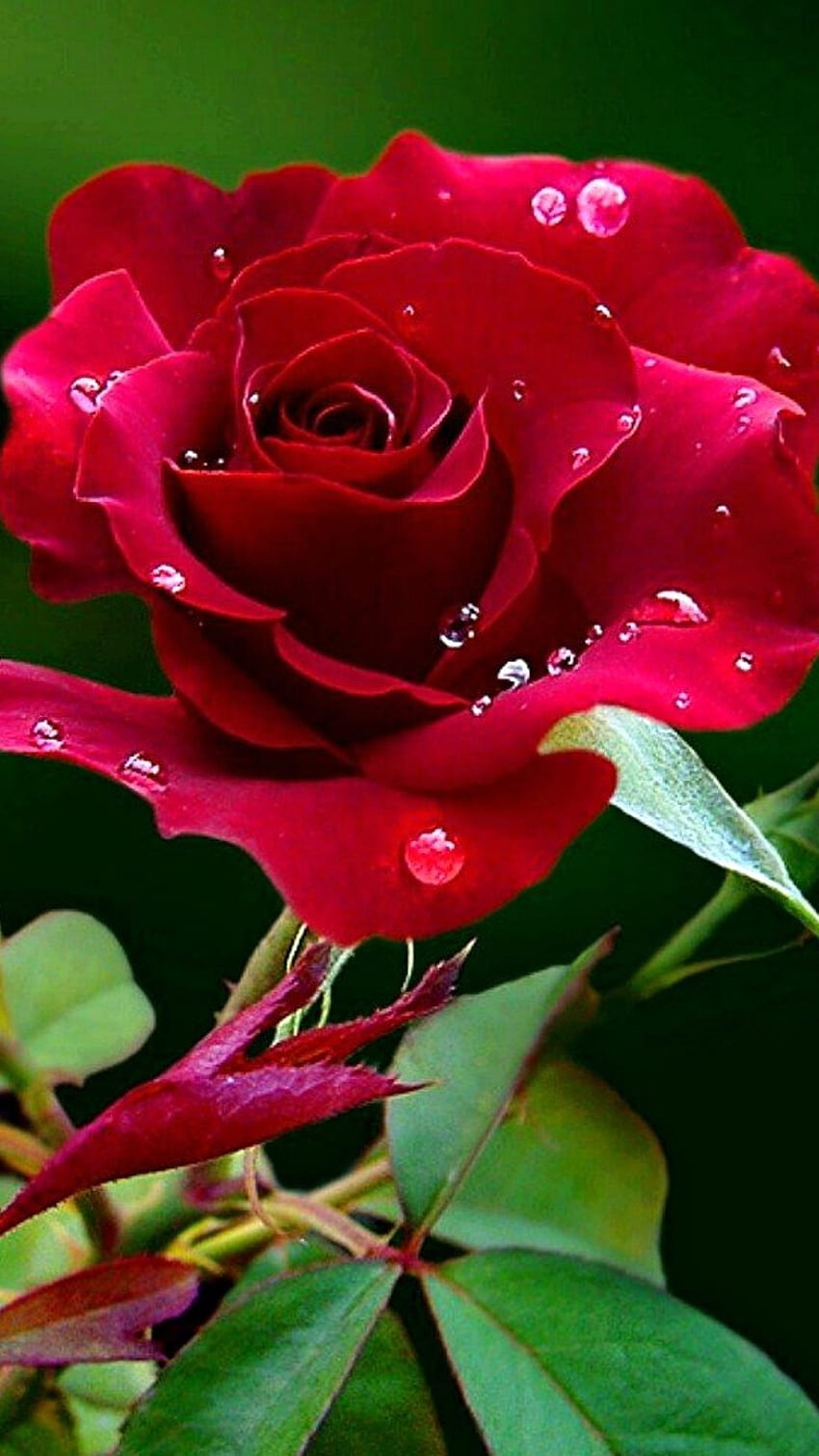 Beautiful Flowers Roses, Red Rose, Plant HD phone wallpaper