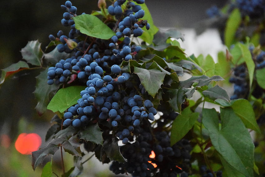Food, Leaves, Vine, Grapes, Berries, Branch HD wallpaper