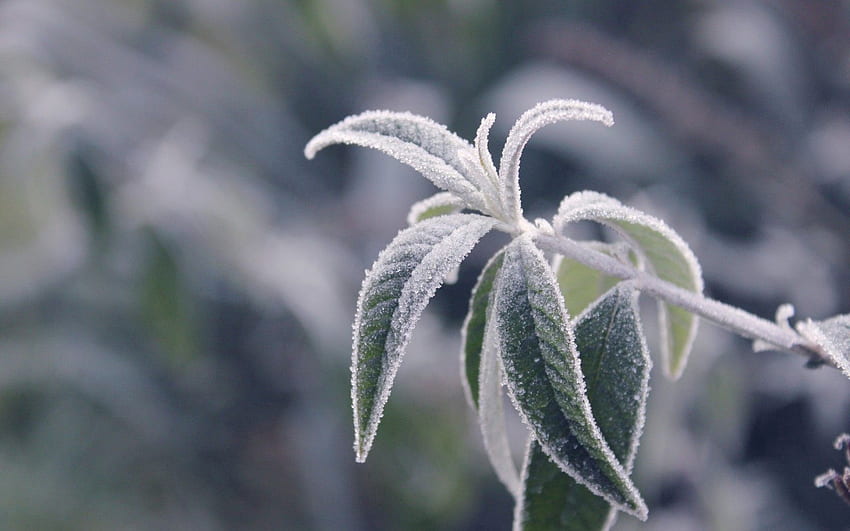 Leaves, Plant, Macro, Branch, Frost, Hoarfrost, Cold HD wallpaper