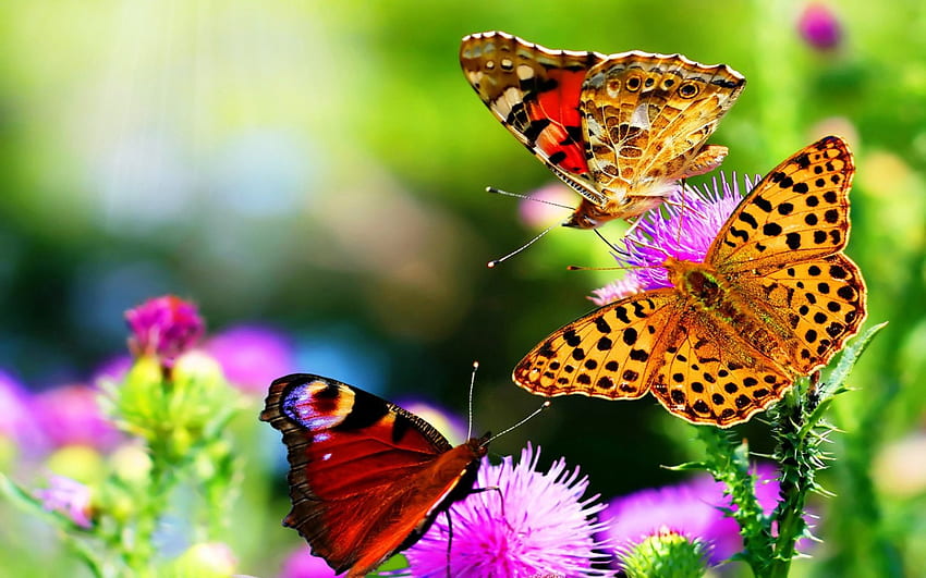 Beautiful Butterflies and Flowers, colors of nature, beautiful, flies, animals, flower, red, nature, flowers, pink flowers, butterfiles, yellow files HD wallpaper