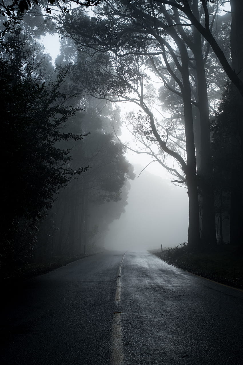 Nature, Trees, Road, Fog, Asphalt, Emptiness, Void HD phone wallpaper