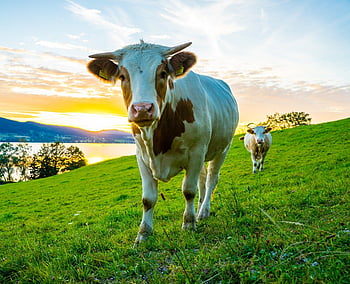 Cow Milk Cows HD wallpaper | Pxfuel