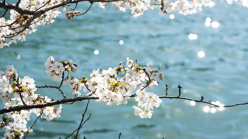 Черешов цвят, Япония, бели цветя, цвят HD тапет