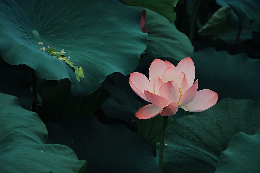 Flowers, Leaves, Pink, Lotus, Bloom, Flowering HD wallpaper