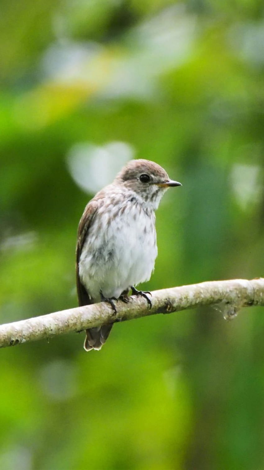 Cute, small bird, blur, sit, . Small birds HD phone wallpaper
