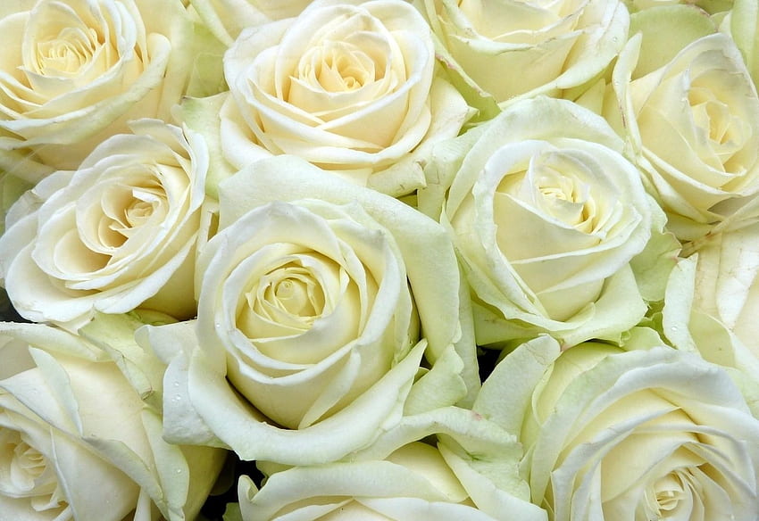 Blumen, Rosen, Knospen, Lot, Schneewittchen HD-Hintergrundbild