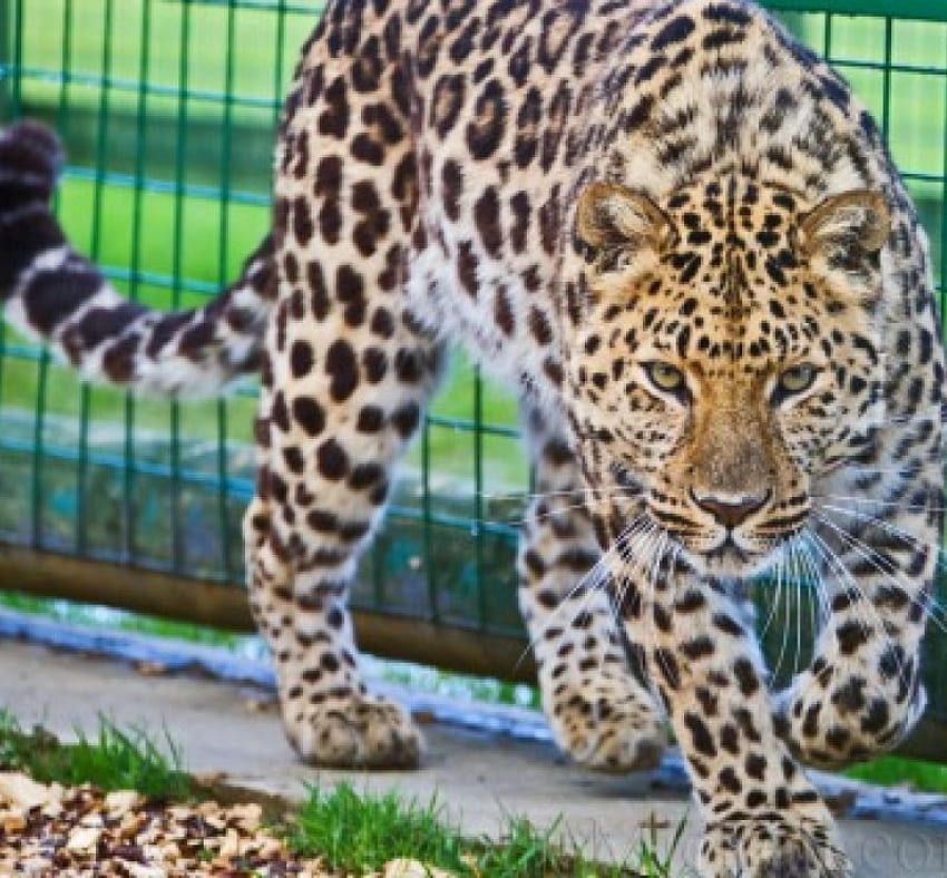 hermoso leopardo, grandes felinos, animales fondo de pantalla