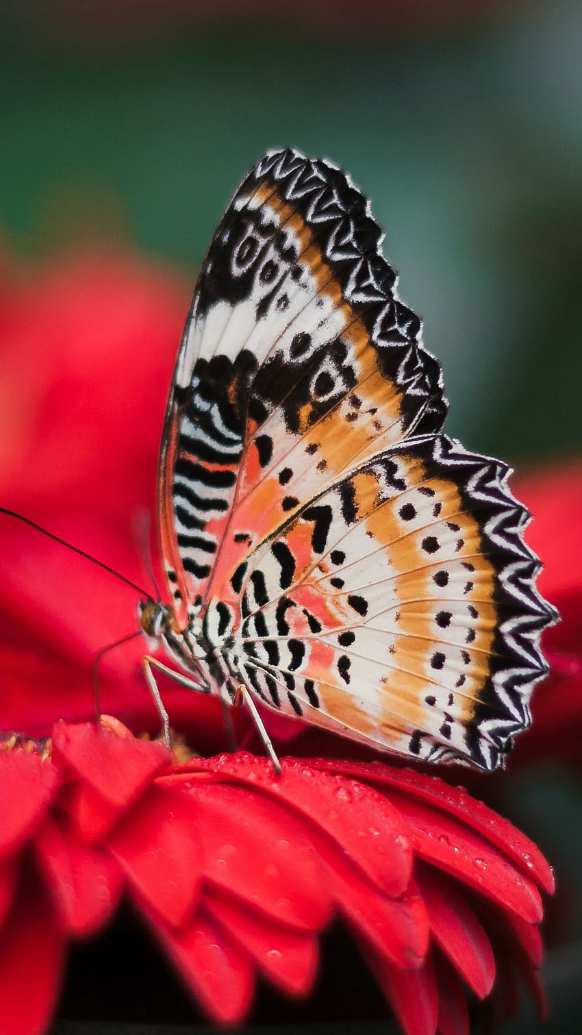 Butterfly on The Flower, flower, butterfly, nature HD phone wallpaper