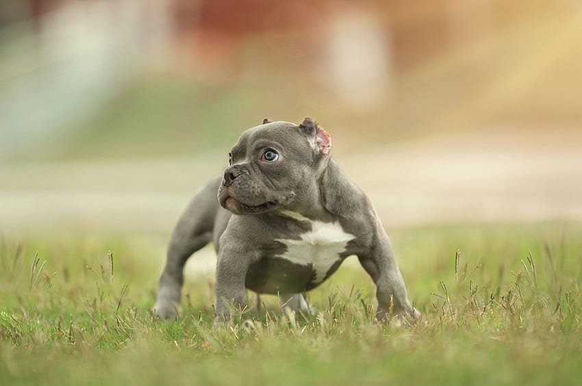 American Bully puppy pets, Canis Lupus HD wallpaper