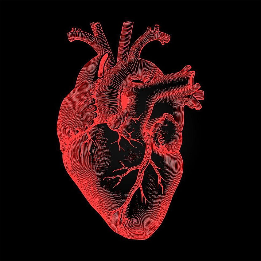 Uzyskaj zapasy ludzkiego serca — renderowanie anatomiczne w ciemności, serce Tapeta na telefon HD