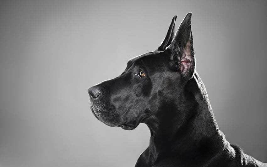 Deutsche Dogge und Hintergrund, Dogge-Hund HD-Hintergrundbild