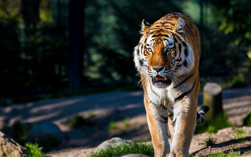 Animais, Predador, Passeio, Gato Selvagem, Gato Selvagem, Amur Tiger papel de parede HD