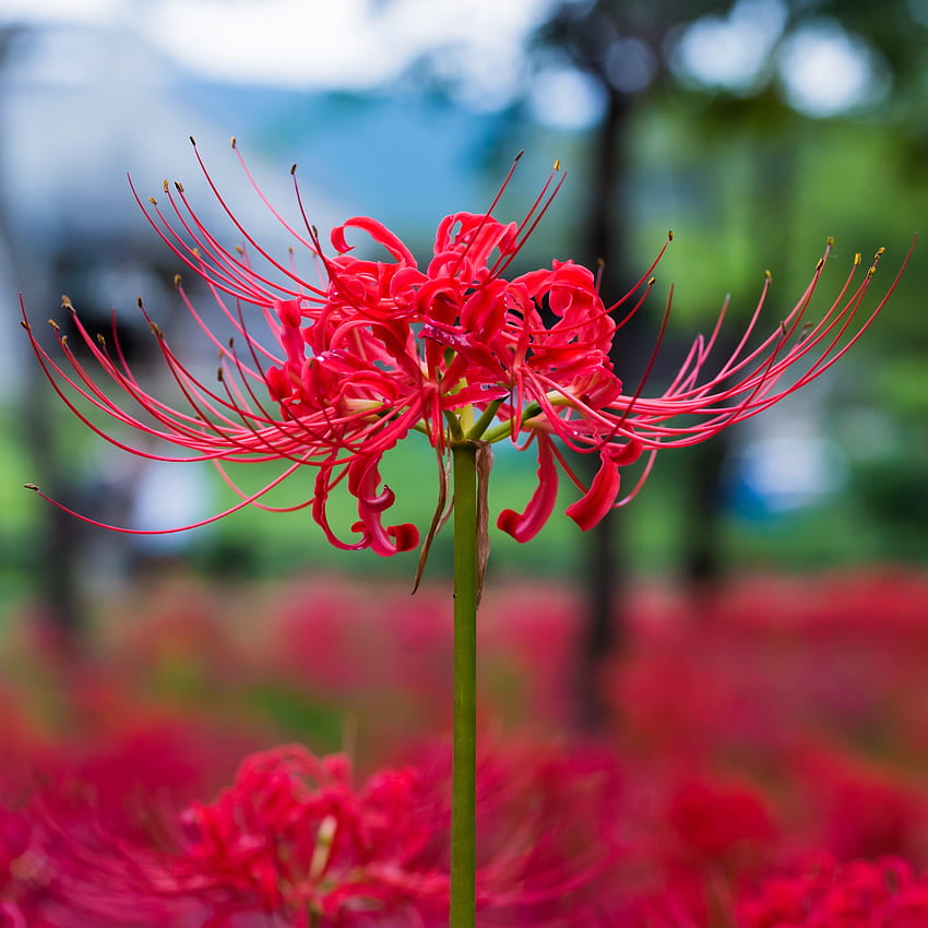 Lycoris czerwony 'Radiata'. Czerwona lilia pająkowata, Rośliny Lily, Łatwe w uprawie cebule, Lycoris Radiata Tapeta na telefon HD