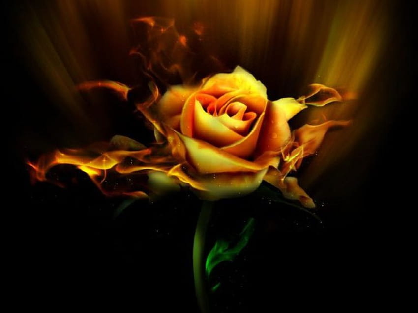 Пламтяща, роза HD тапет