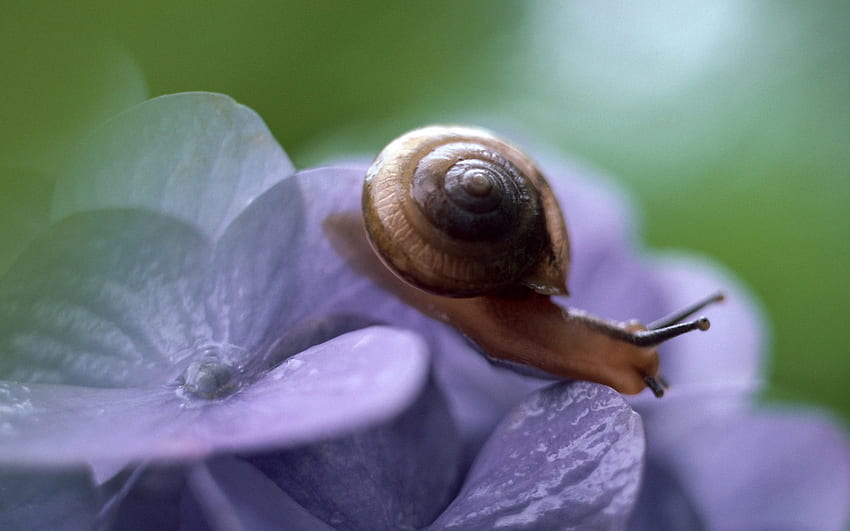 snail on flower, relaxing, slow motion, purple flower, green background, snail HD wallpaper
