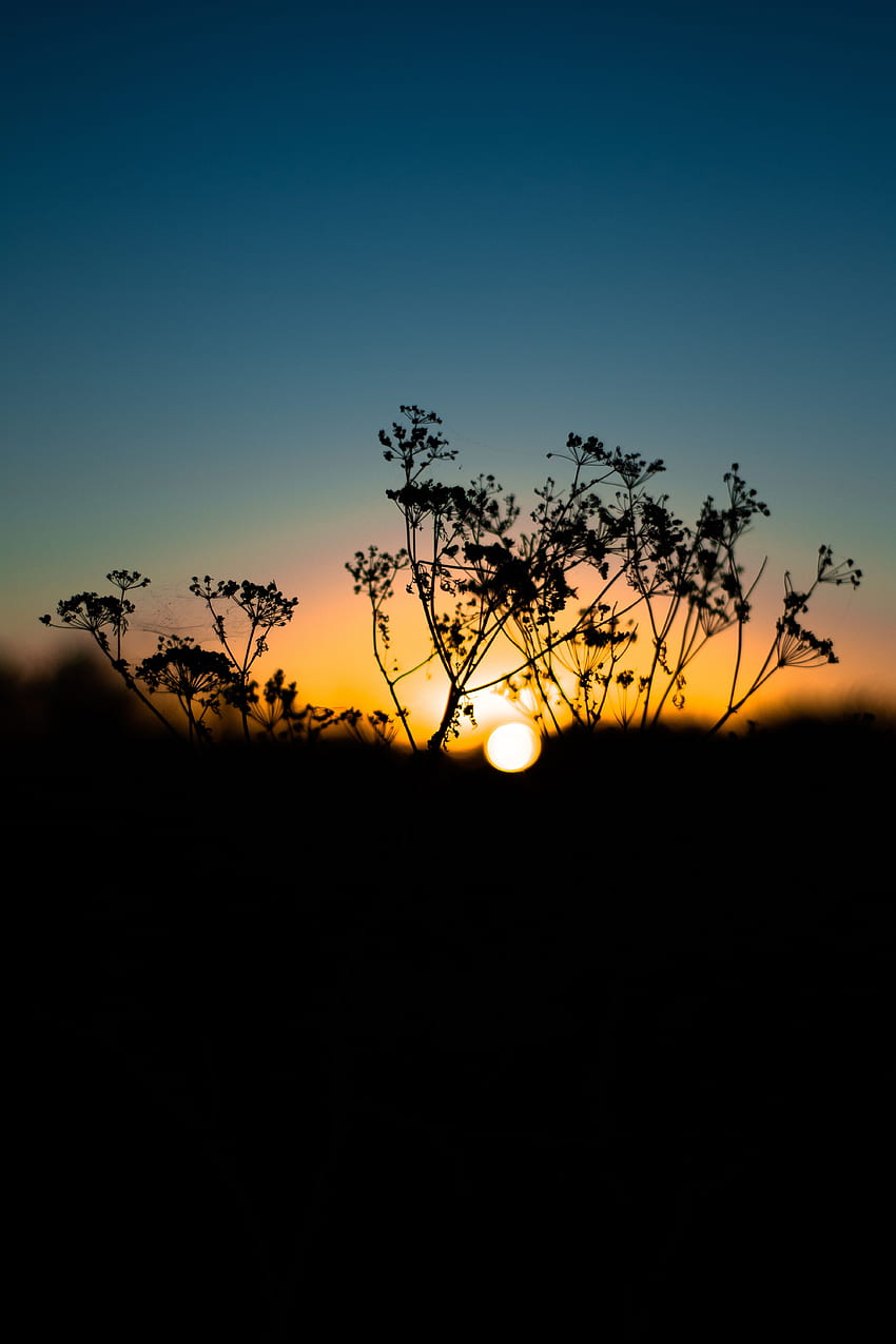 Sonnenuntergang, Gras, Himmel, Sonne, Makro, Unschärfe, glatt HD-Handy-Hintergrundbild
