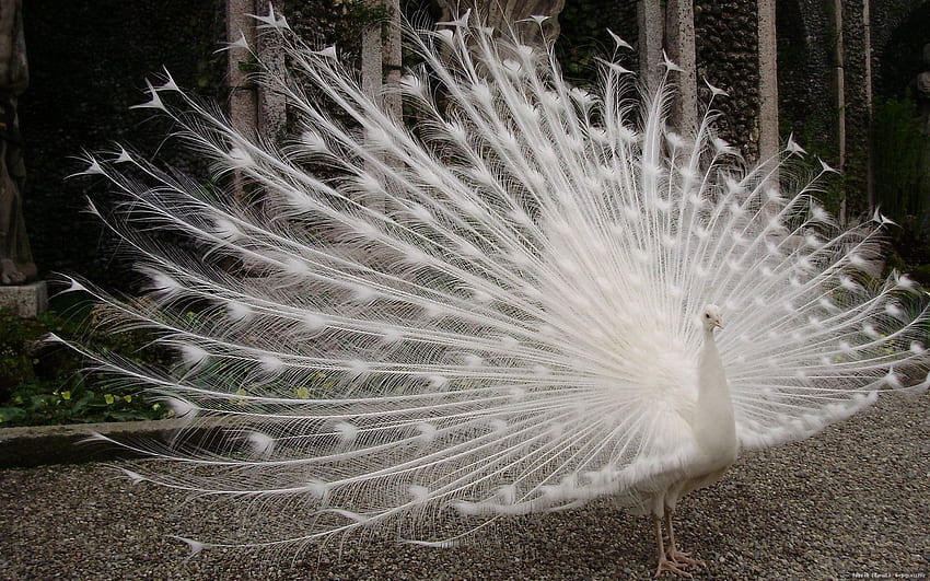 White Peacock HD wallpaper | Pxfuel