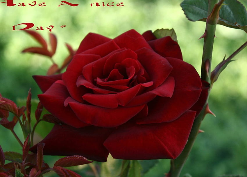 ☆, nice day, beautiful, red rose, roses HD wallpaper