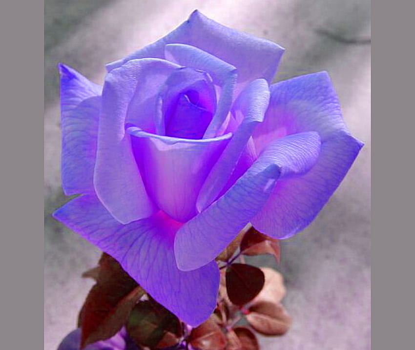 Weekendowa róża, niebieski, róża, różowy, kwiat, piękno Tapeta HD