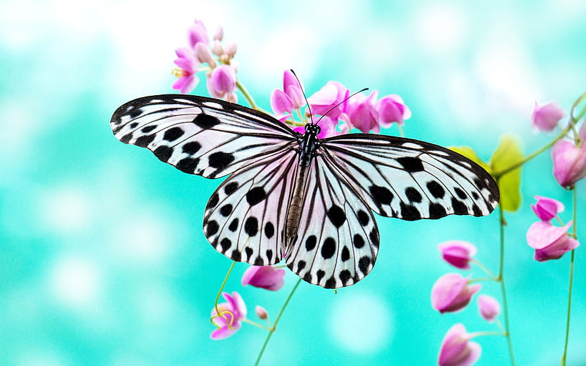 Butterflies, Pastel Flowers Butterflies HD wallpaper