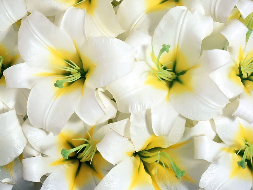 Flowers, Lilies, Close-Up, Stamens HD wallpaper