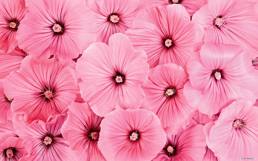 Nếu bạn yêu màu hồng và thích những hình nền rực rỡ, thì bạn không thể không xem bộ sưu tập hình nền Pink Girly HD Wallpapers. Chúng tôi tổng hợp các hình ảnh với chủ đề màu hồng dễ thương, hoa lá và nhiều cảnh đẹp khác. Nó làm cho thiết bị của bạn trở nên thú vị và sống động hơn.