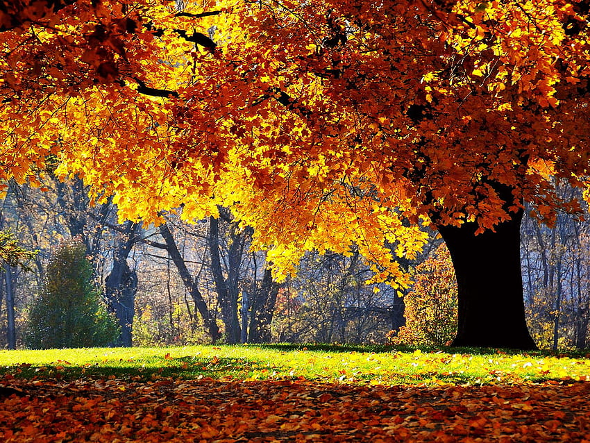 dedaunan pohon musim gugur daun oak kuning, , Pohon oak musim gugur Wallpaper HD