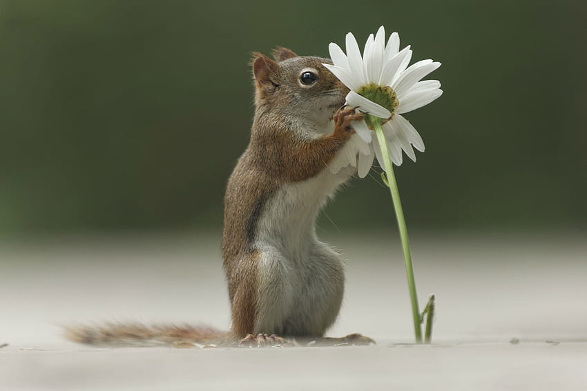 Animals, Squirrel, Flower, Cool, To Sniff, Smell HD wallpaper