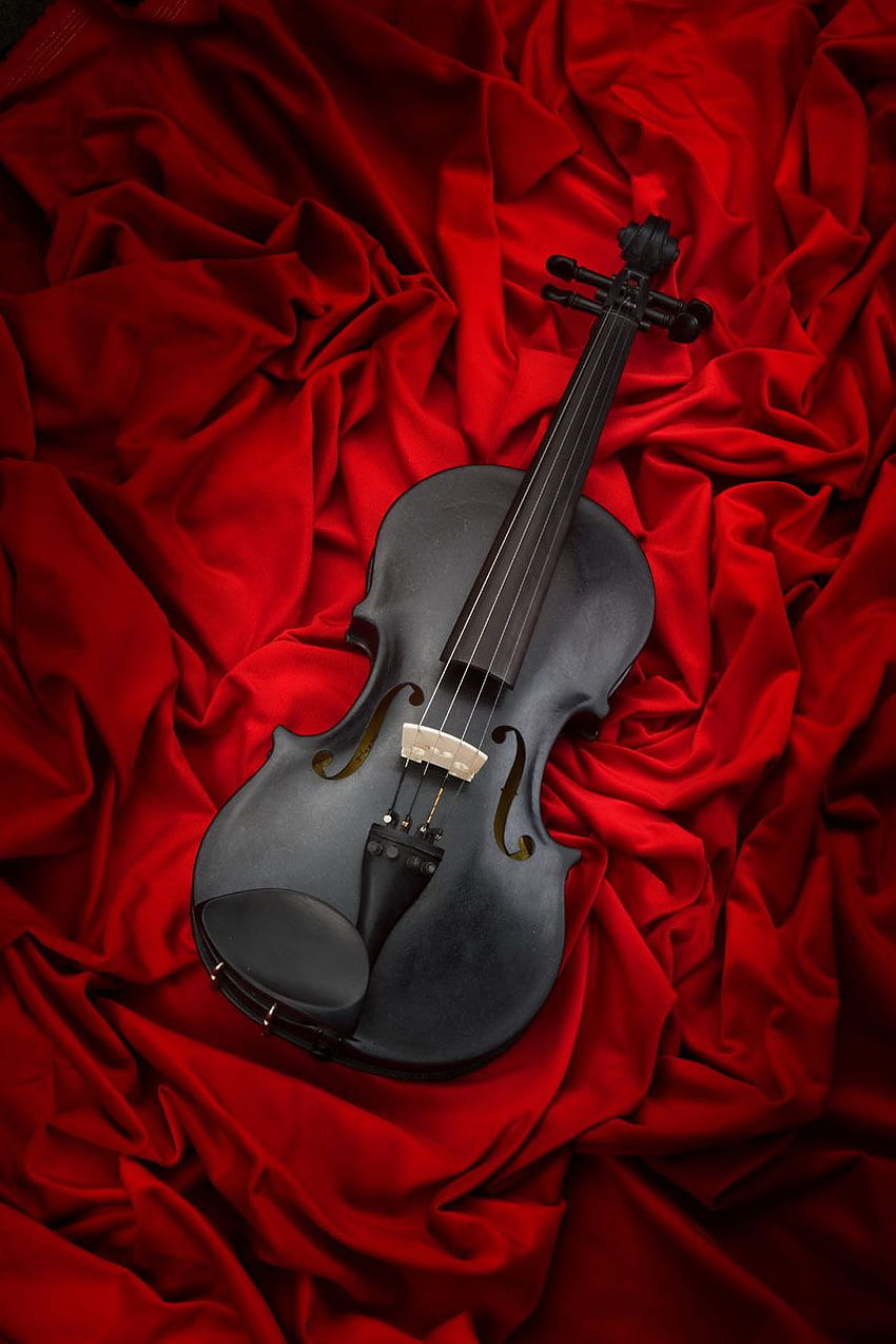 Blackbird (violin), Violin Roses HD phone wallpaper