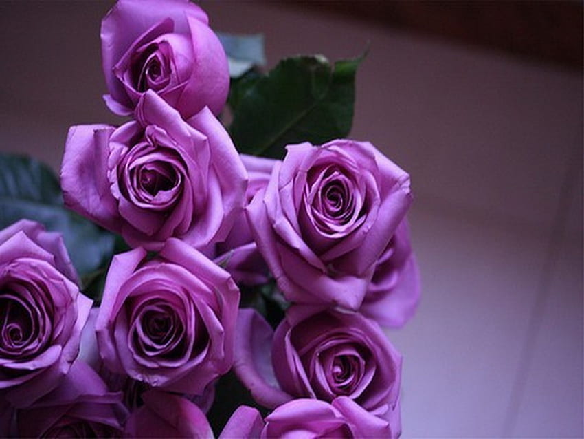 For all with May birtays, purple, flowers, roses, petals HD wallpaper