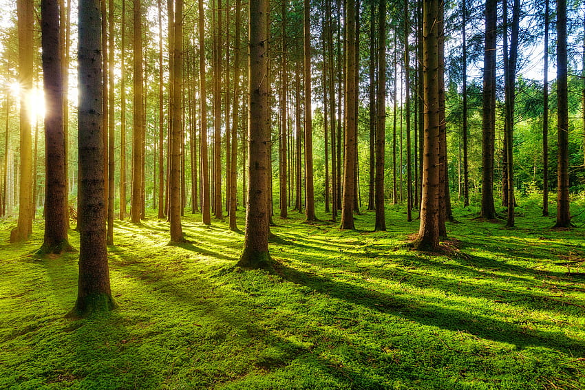 Sakin ormanda yaz sabahı · Stok, Huzurlu Orman HD duvar kağıdı