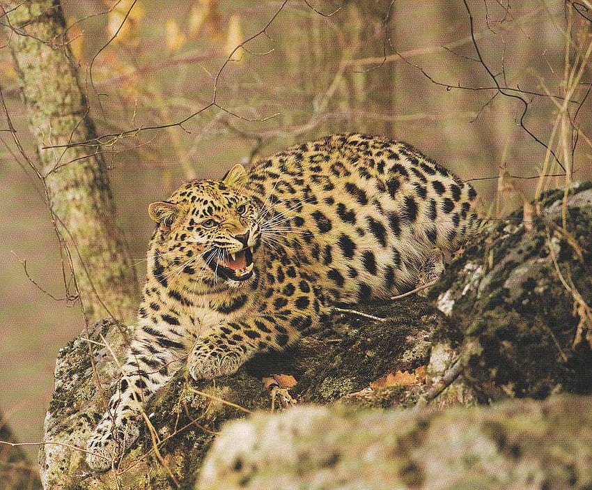AMUR LEOPARD IN RUSSIA, leopard, wild life, russia, feline, amur leopard, wild HD wallpaper