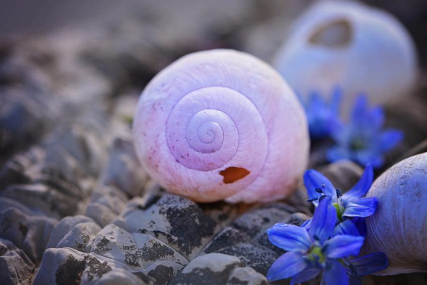 Stones, Shells, Flower, Macro HD wallpaper