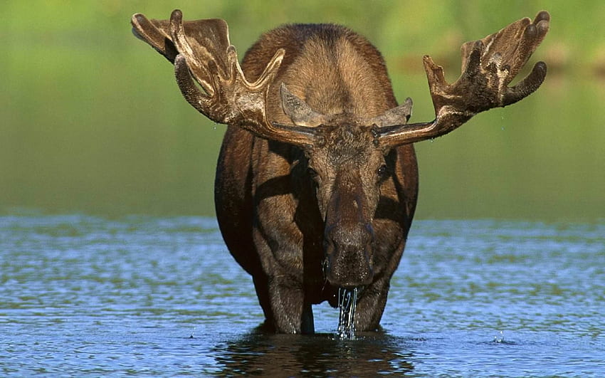 moose, animal, river, antlers HD wallpaper