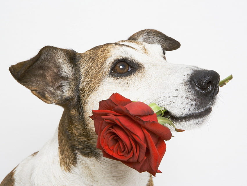 Flower~For~My~Sweet, dog, brown eyes, white, delivery, special, precious, rose, animals, love, red, faithful, always, lovely, forever, sweetheart HD wallpaper