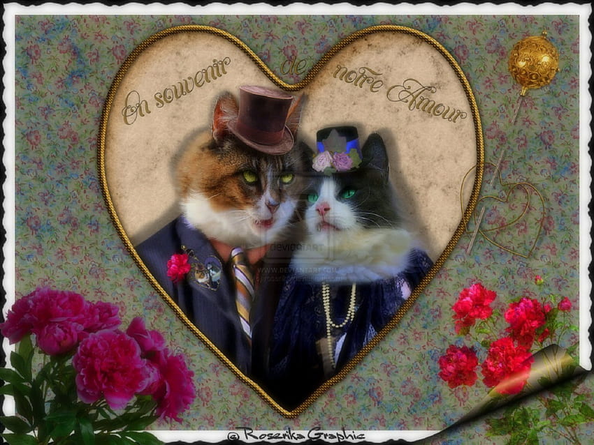 ¸❥¸Notre Amour¸❥¸, beloved valentines, carnations, notre amour, cats, weird things people wear, digital art, cuteness, creative pre-made, humourous, love, manipulation, couple, flowers, heart, lovely HD wallpaper