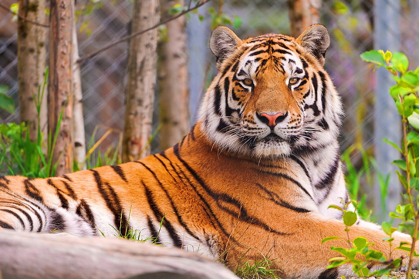 Animals, Muzzle, Predator, Big Cat, Tiger HD wallpaper