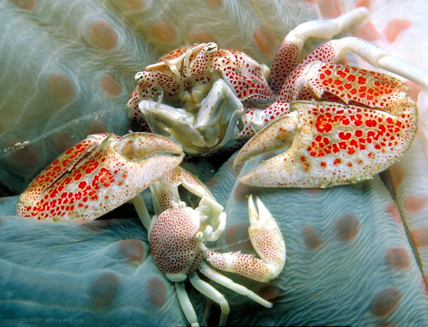 PORCELAIN CRABS, shell, crab, ocean life, claws, crustation, sealife HD wallpaper