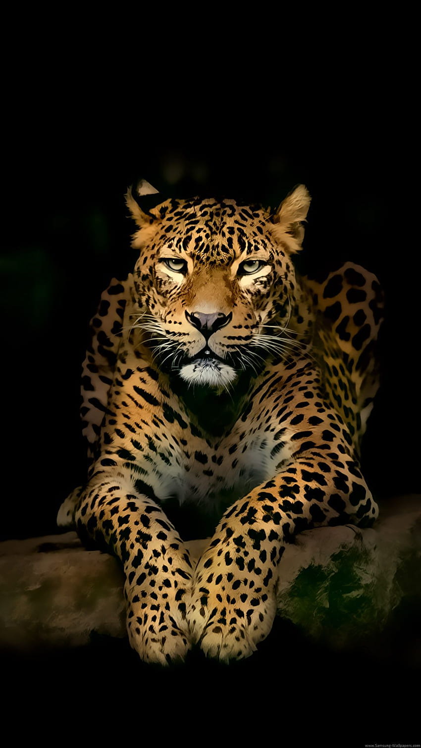 Сериозен Leopard Lockscreen. Android колекции. Животно ягуар, животни, диво животно HD тапет за телефон