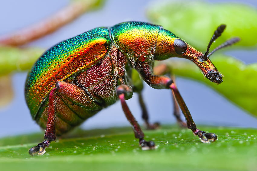 Macro, folha, folha, inseto, besouro, gorgulho, espectro de cores, cores papel de parede HD