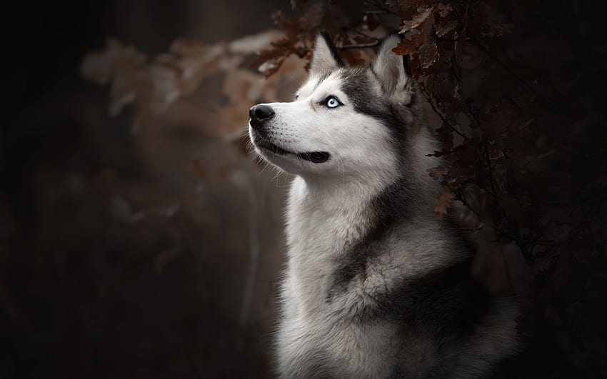 Siberian Husky Köpek Cinsi Macbook Pro Retina HD duvar kağıdı