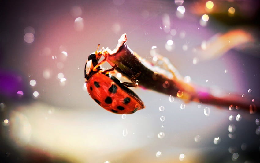 SEEKING SHELTER, ladybugs, rain, windows, raindrops, ladybirds, beetles, droplets HD wallpaper